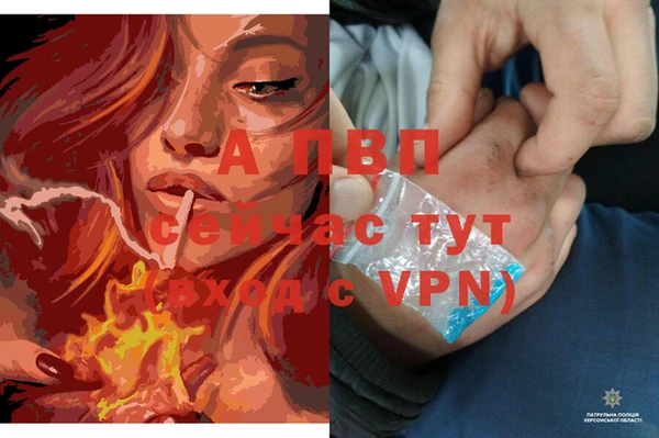 шишки Белоозёрский
